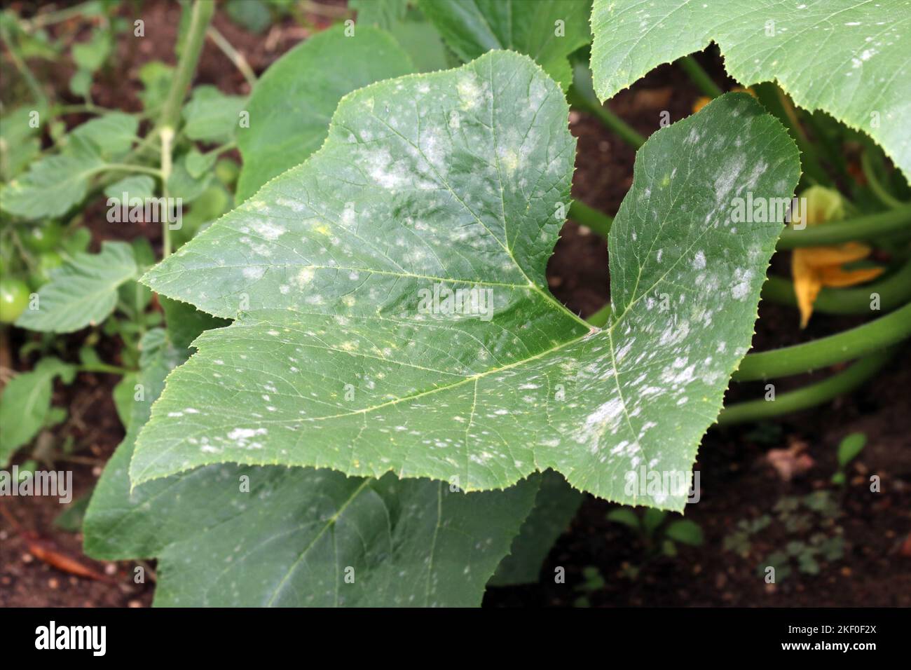 Fungal plant disease Powdery Mildew on a pattypan squash leaf (pattypan, scallop squash, patisson). White plaque on the leaf. Infected plant. Stock Photo