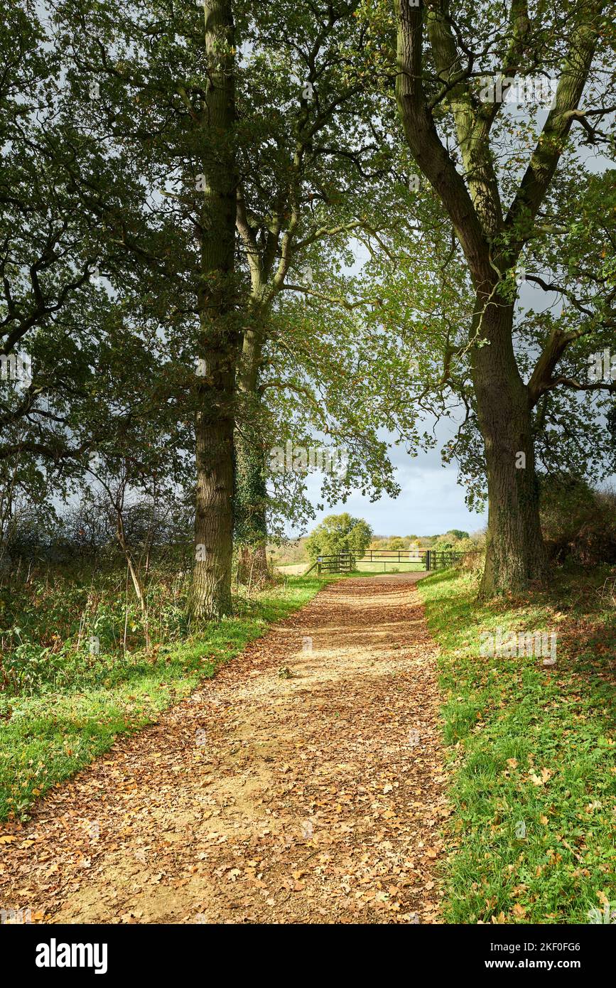 Leaf strewn path in an english countyside park on an autumn day. Stock Photo