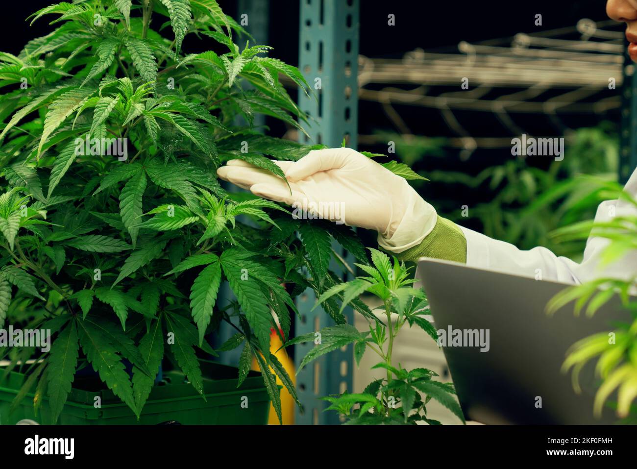 Portrait of gratifying female scientist inspecting of cannabis plants