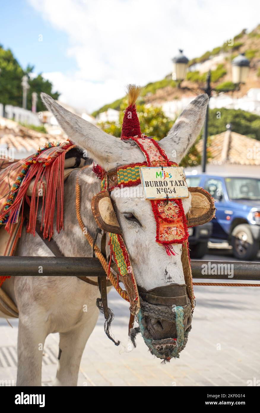 Donkey rides offered in white washed village of Mijas Pueblo in Southern Spain. Andalusia. Stock Photo