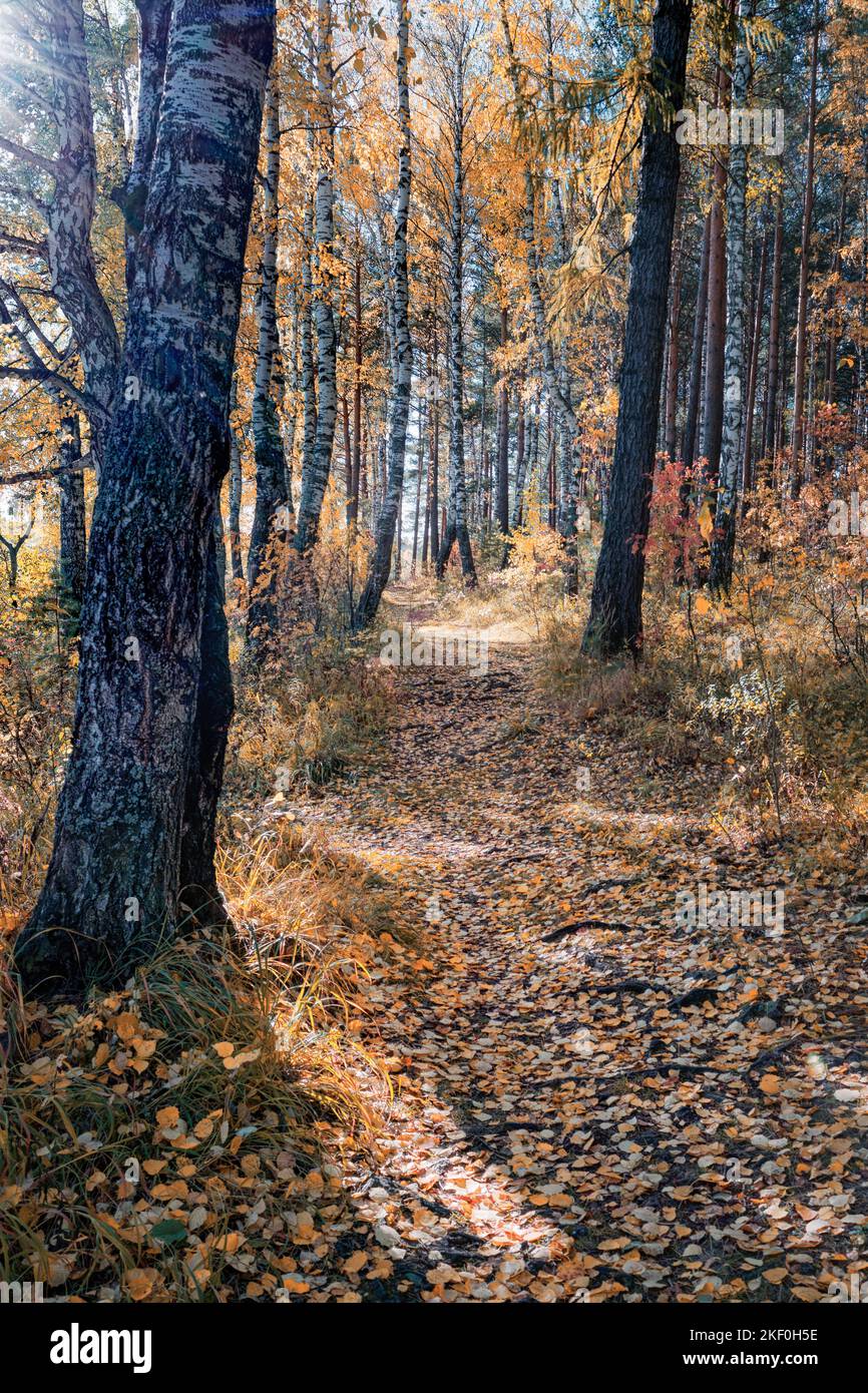 Beautiful Landscape In Autumn Birch Grove Autumn Landscape Birch Trees And Fallen Autumn Leaves Beautiful Landscape In Autumn Birch Grove Autumn Landscape Birch Trees And Fallen Autumn Leaves