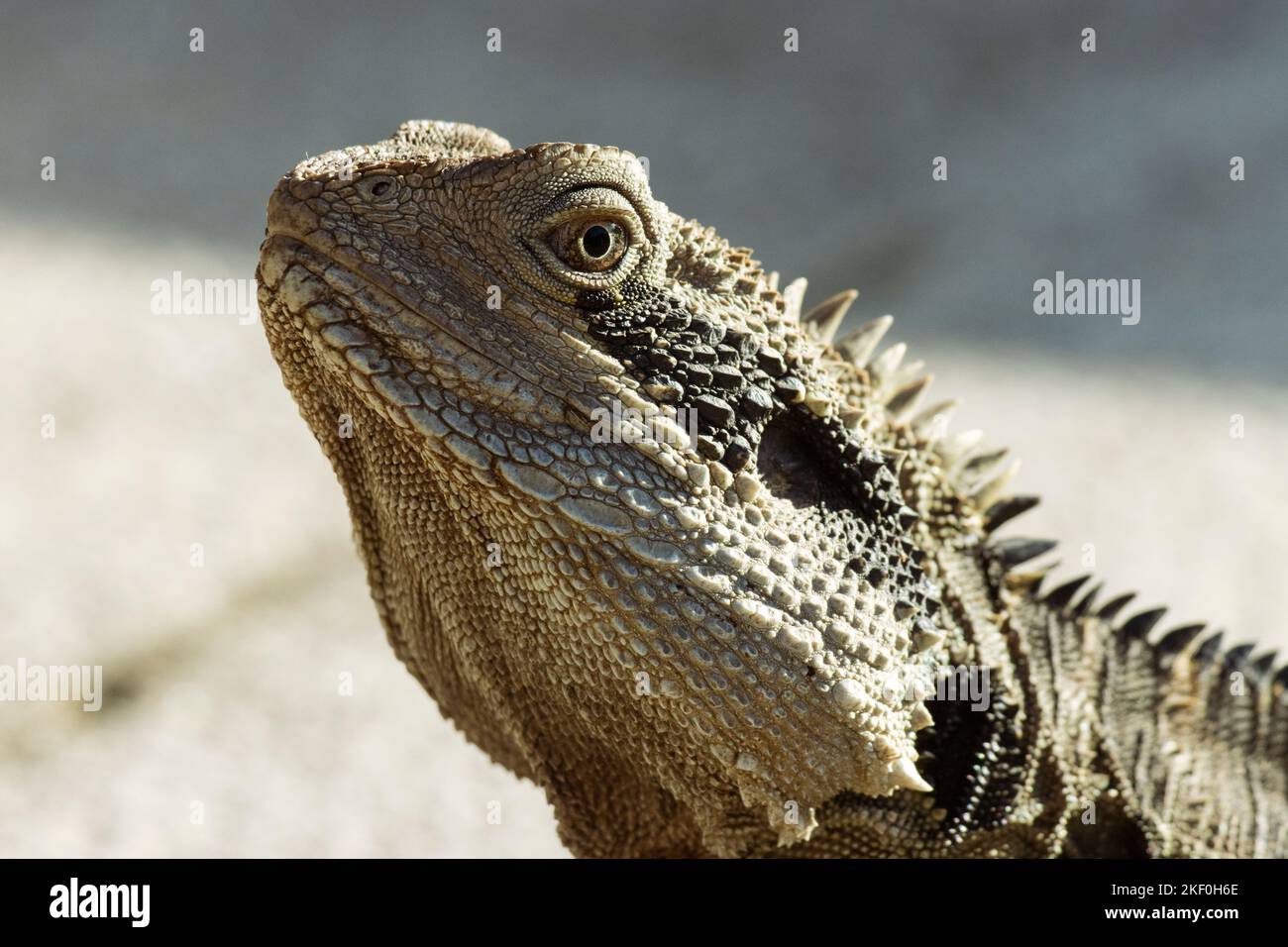 Close-up portrait of an Australian eastern water dragon Stock Photo