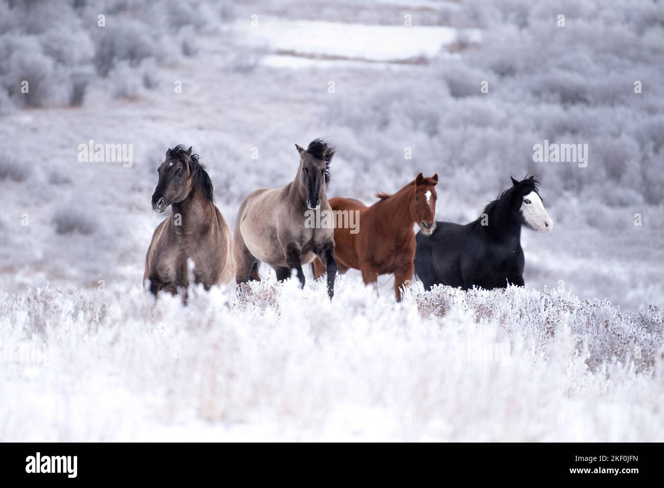 Quarter Horse with Paint Horse Stock Photo Alamy
