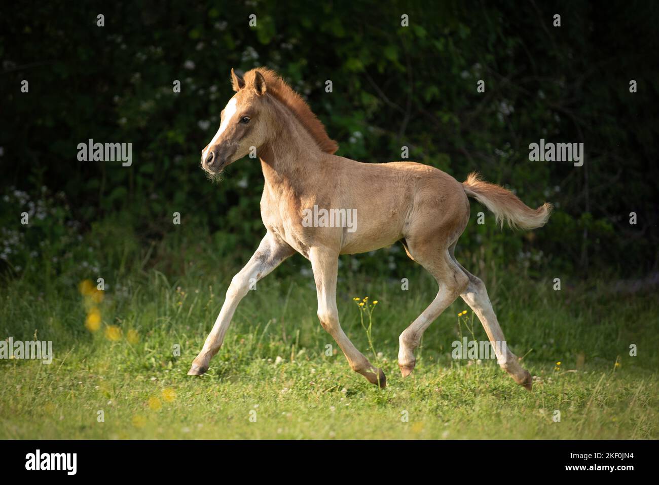 trotting Arabo-Haflinger foal Stock Photo