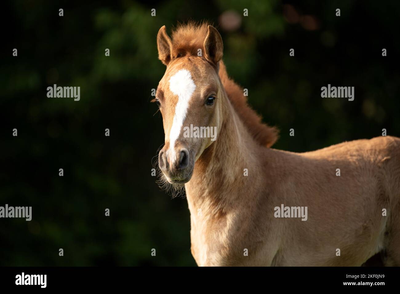 Arabo-Haflinger portrait Stock Photo