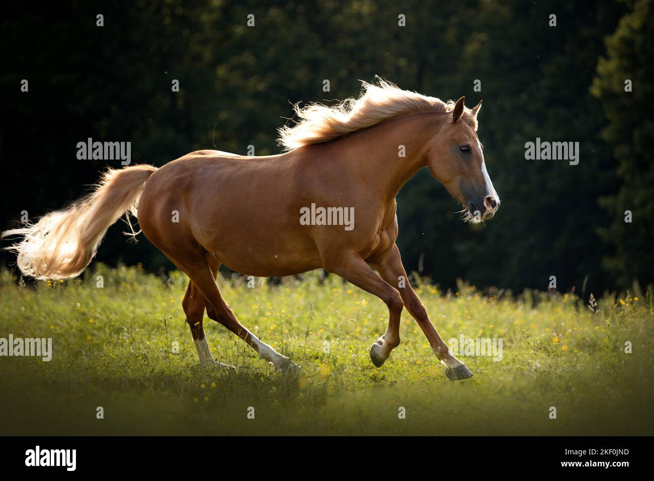 galloping Arabo-Haflinger Stock Photo