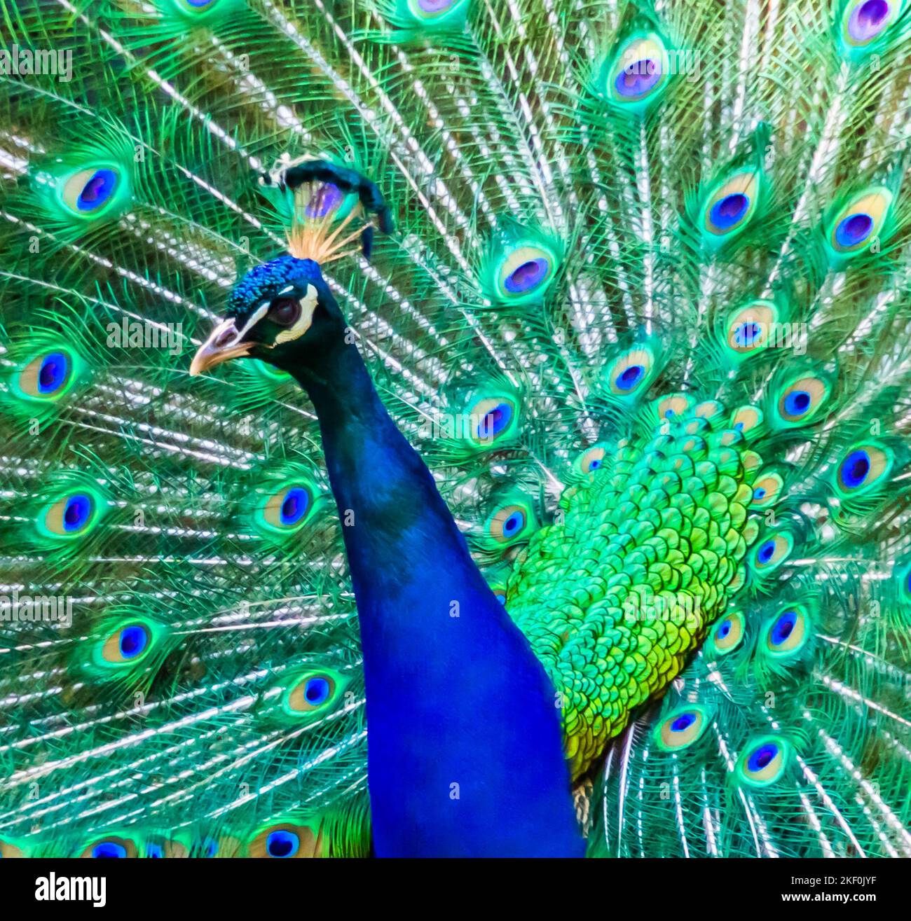 beautiful closeup portrait of a indian peafowl showing its feathers, tropical ornamental bird specie from India Stock Photo