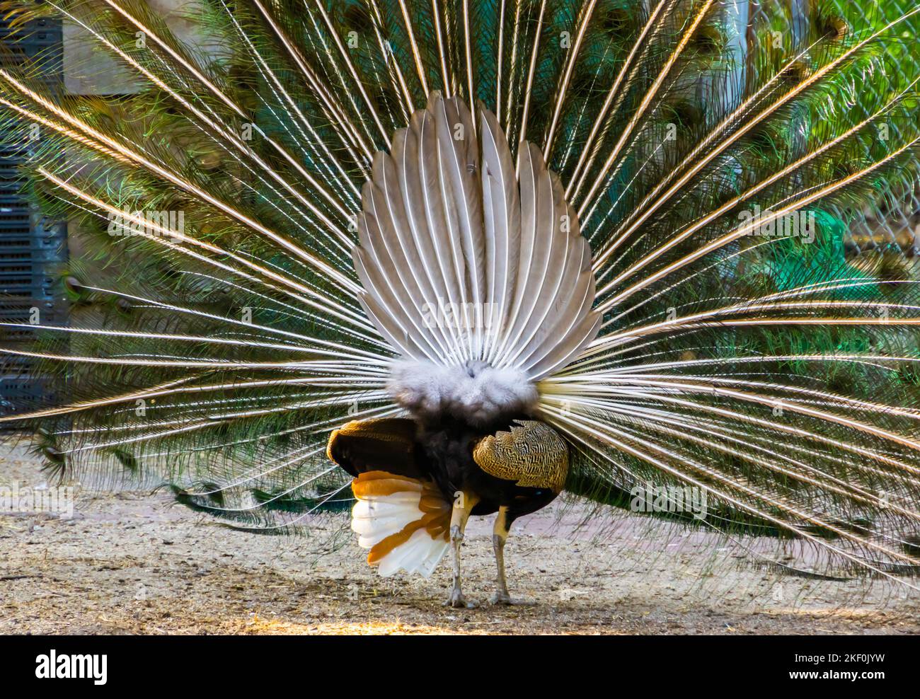 peacock with unfolded feathers rear view, tropical ornamental bird specie from India Stock Photo