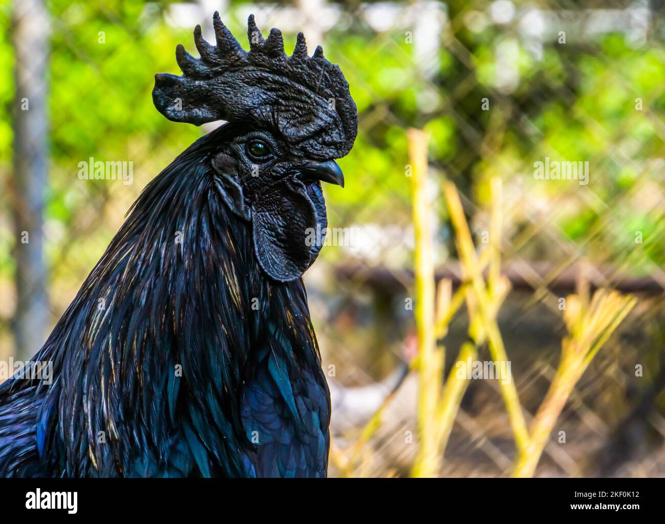 Ayam Cemani face in closeup, completely black chicken, Rare breed from ...