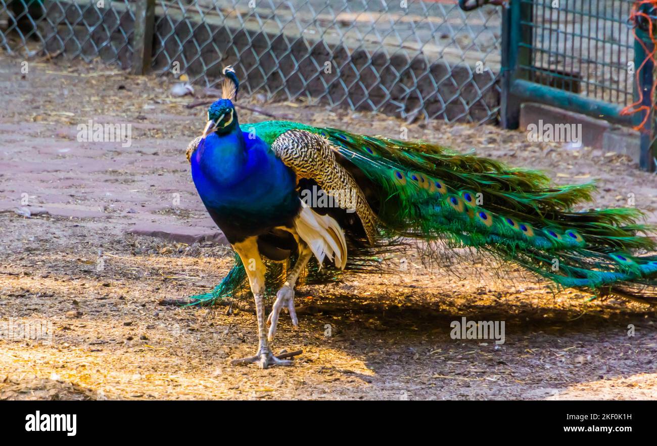 closeup portrait of a indian peafowl with folded wings walking forward Stock Photo