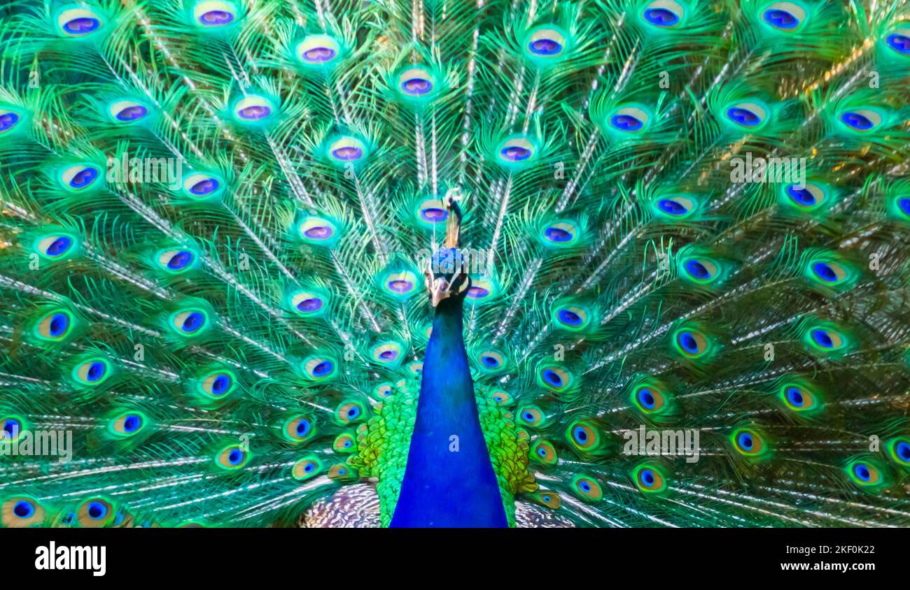 beautiful and colorful blue peacock with feathers in closeup, tropical bird specie from India Stock Photo