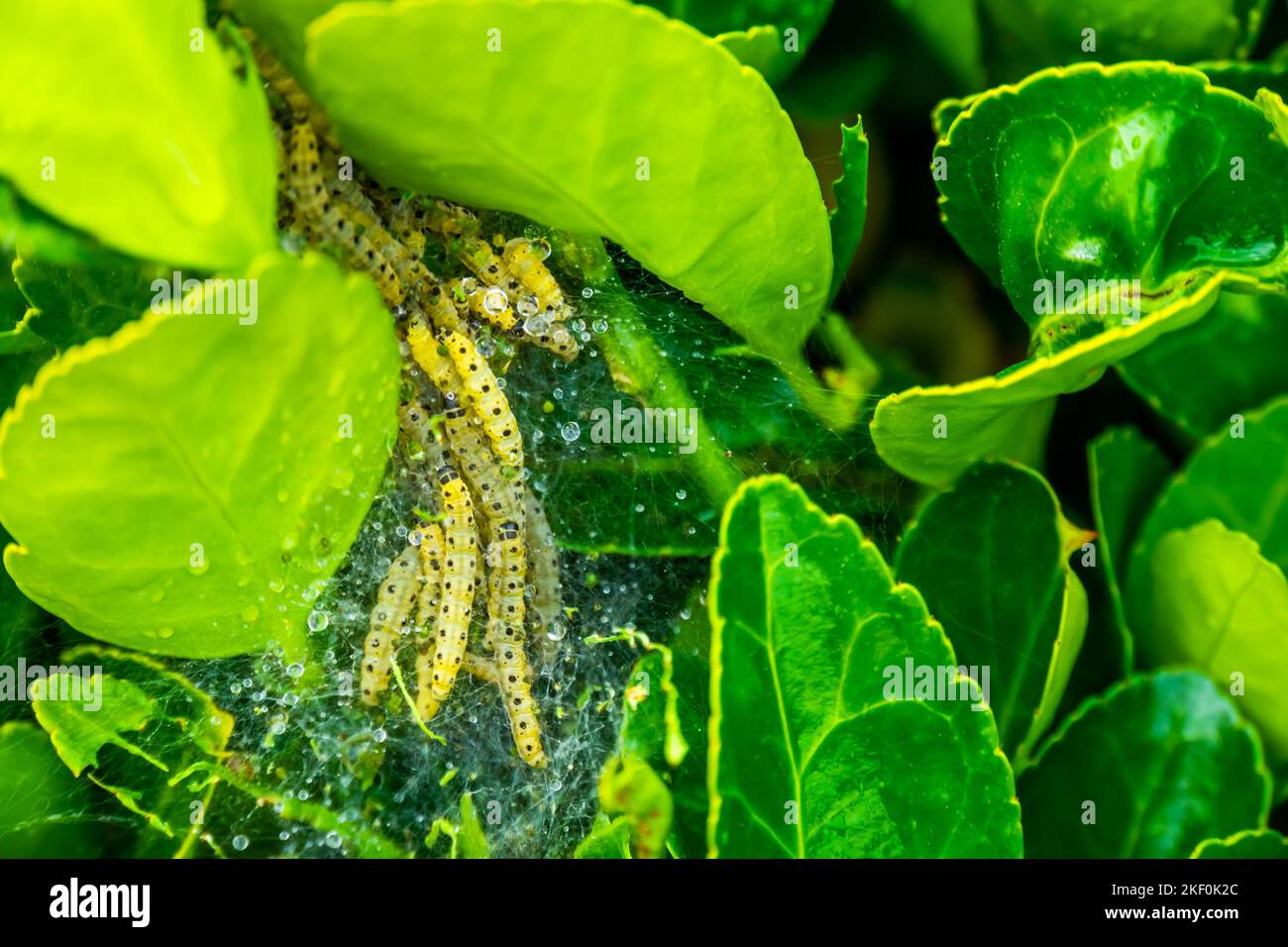 box tree infested by larvae of a buxus moth, box wood infestation Stock