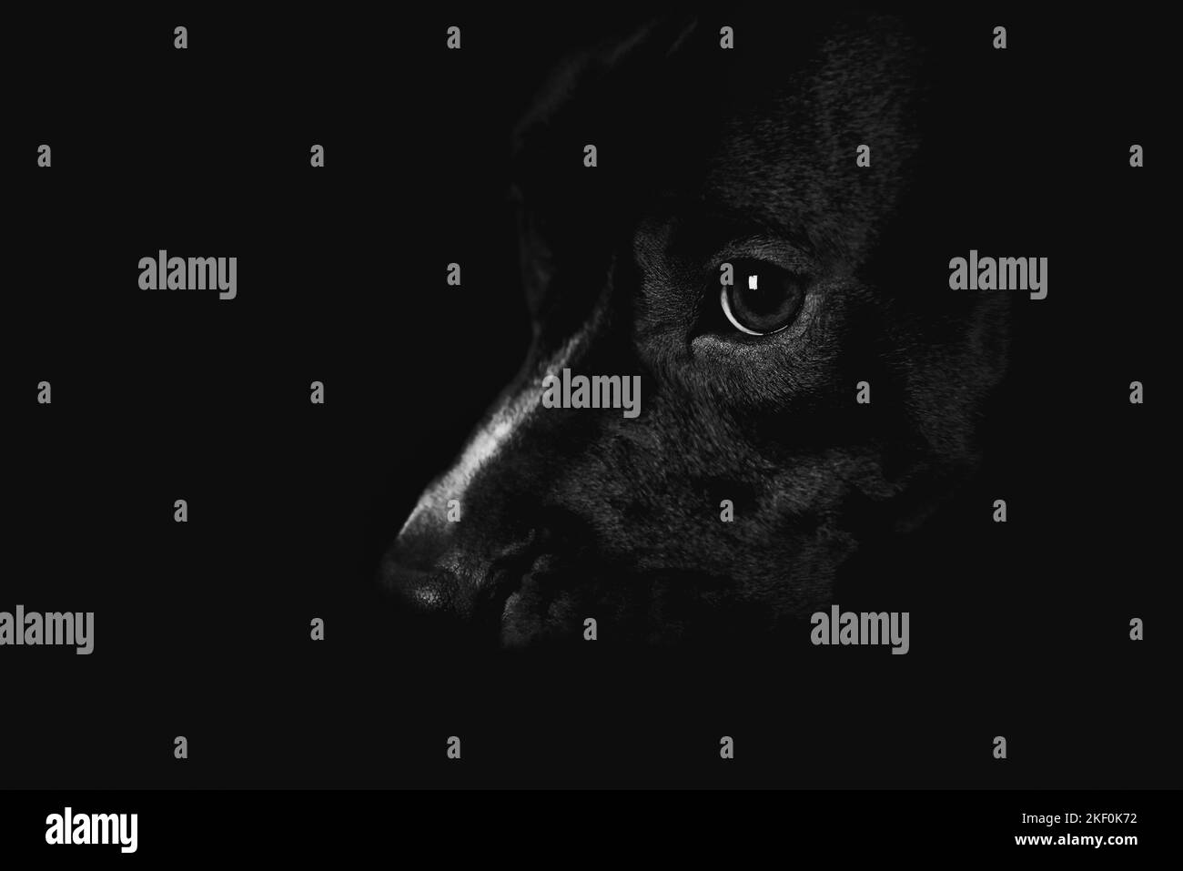 American pit bull terrier on dark background. Close up. Copy space. Stock Photo