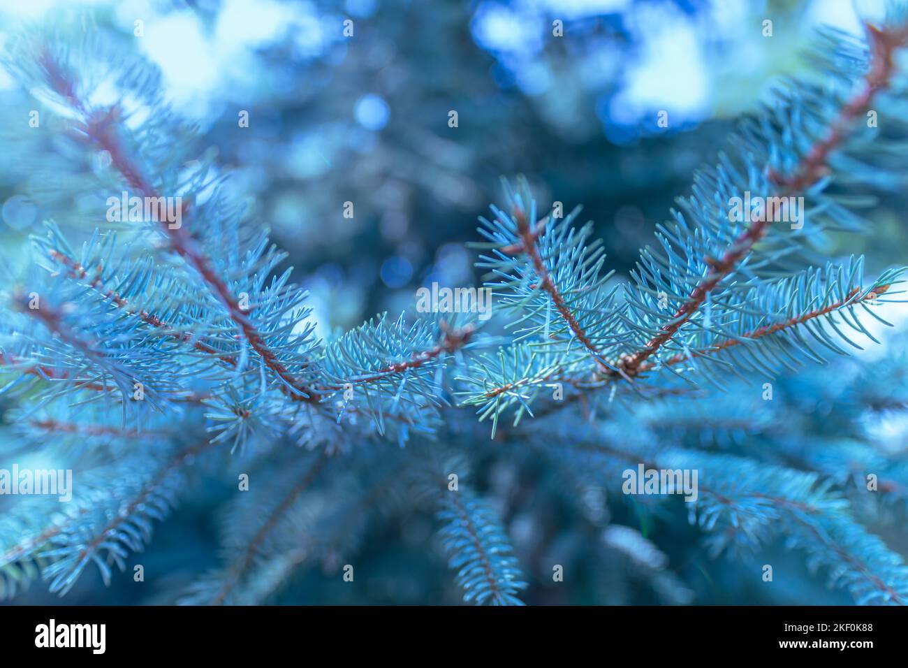 Cold blue tones of green fir tree or pine branches, morning seasonal nature closeup with blurred forest background Stock Photo