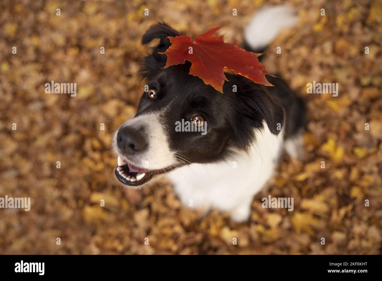 sitting Border Collie Stock Photo