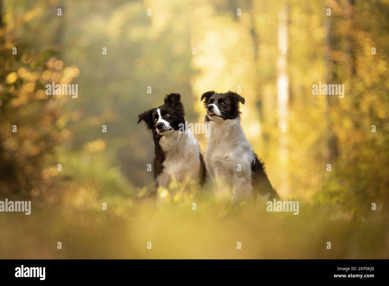 sitting Border Collies Stock Photo Alamy