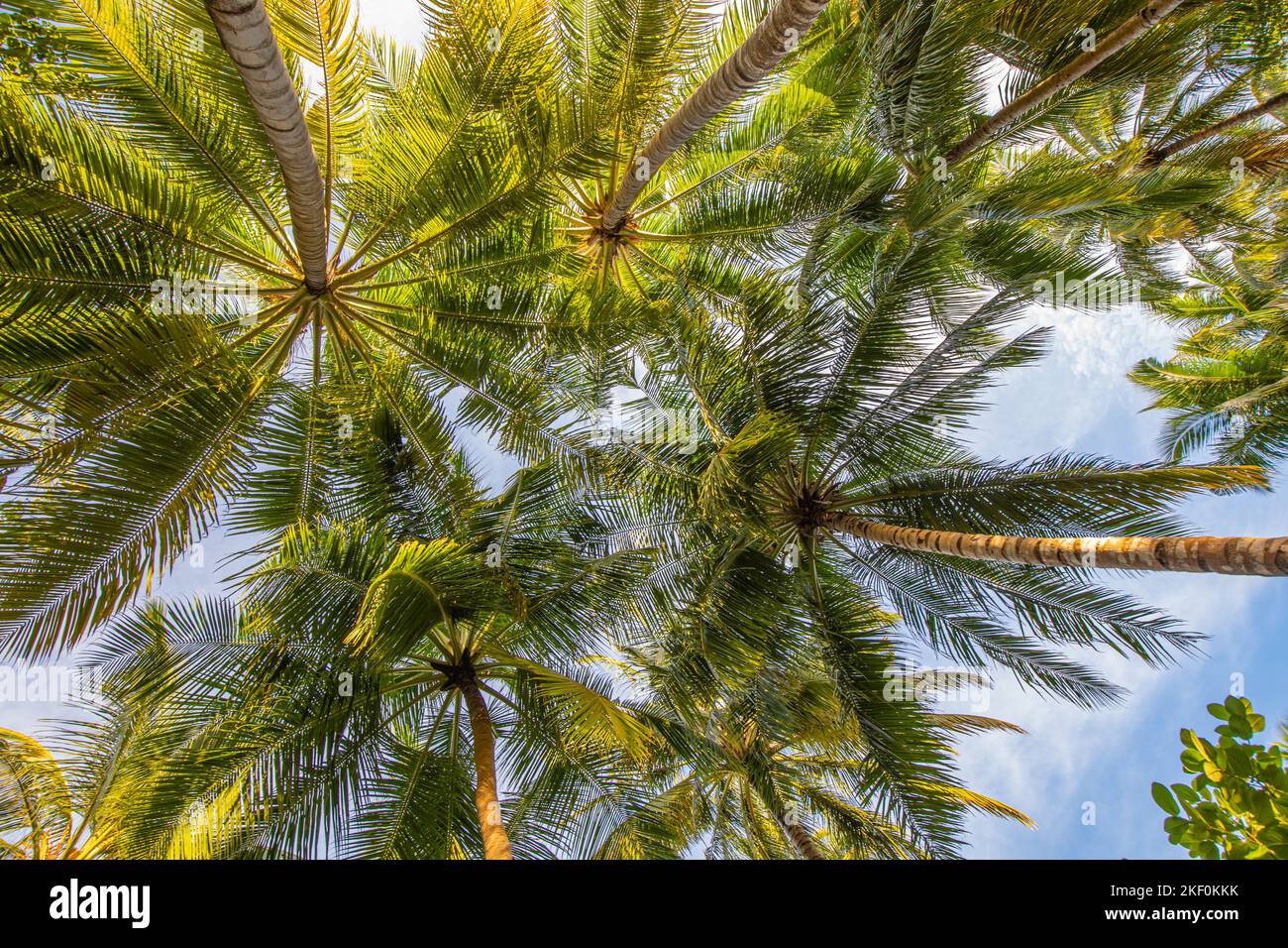 Palm tree forest hi-res stock photography and images - Alamy