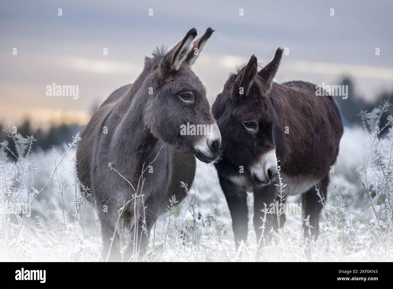 Donkeys in the winter Stock Photo Alamy