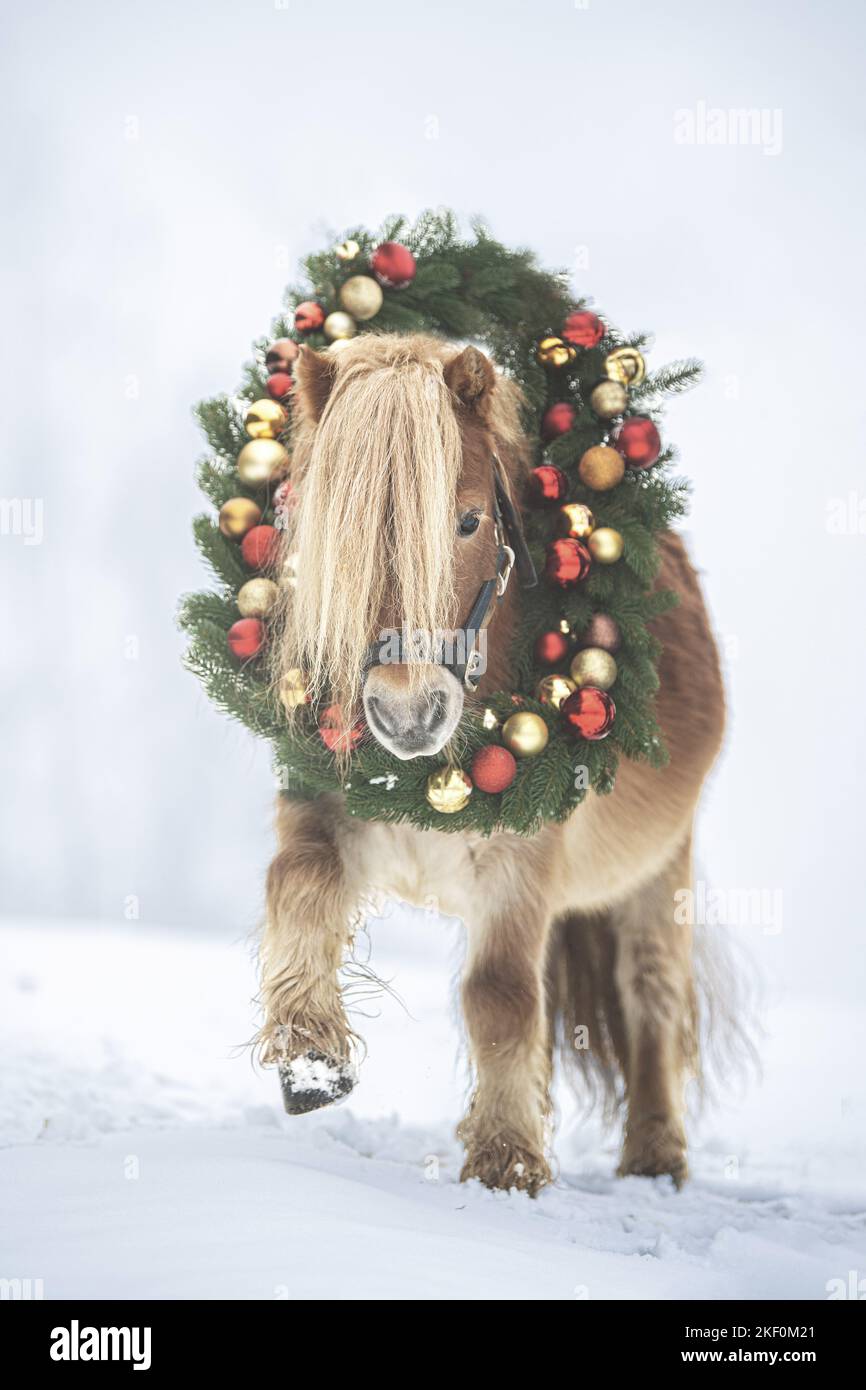 La Giovane Ragazza Allegra Guida Su Un Cavallo Marrone Addestramento Di Guida La Bambina Sta Montando Un Cavallo Image95019335