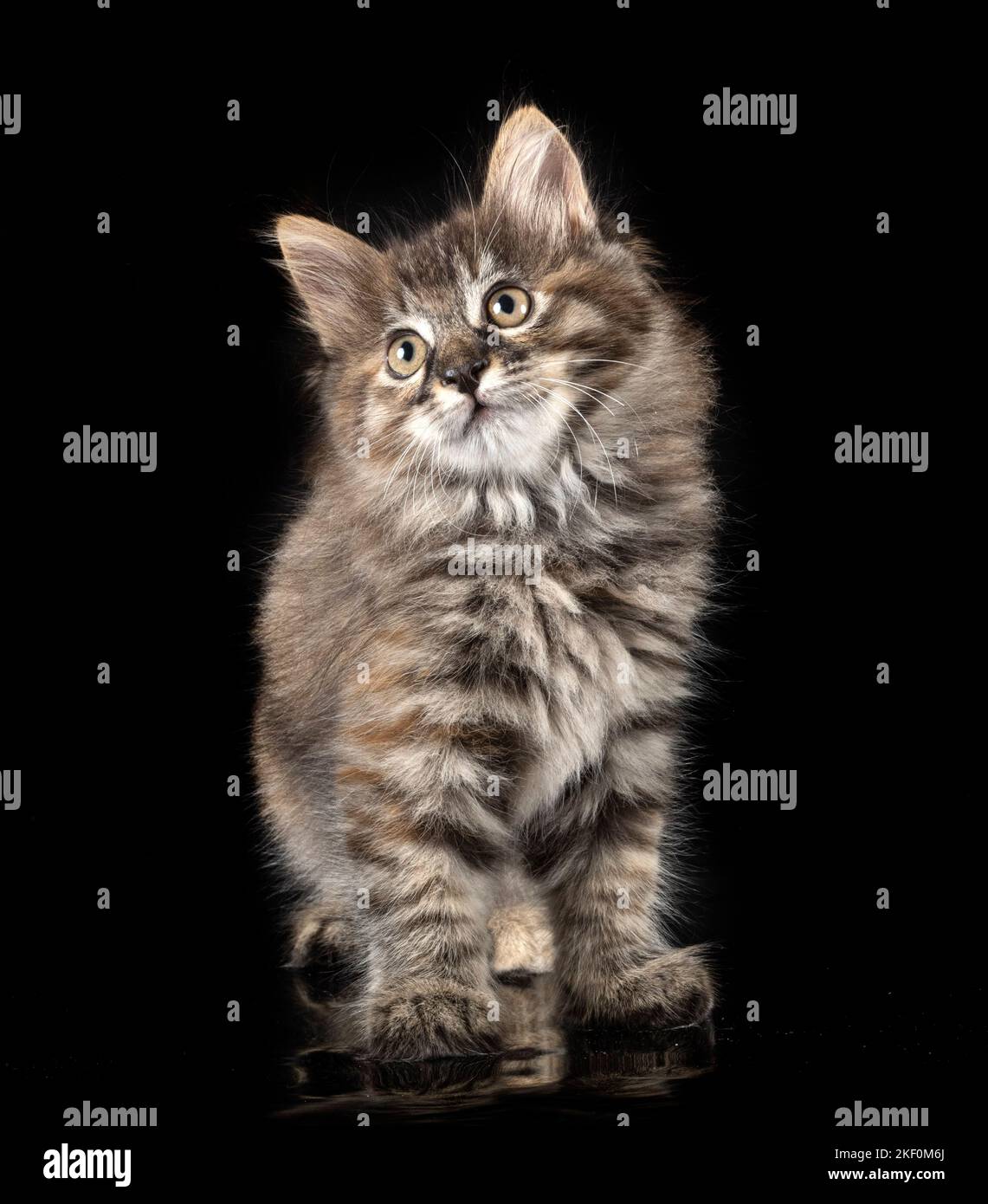 young Kurilian Bobtail in front of black background Stock Photo