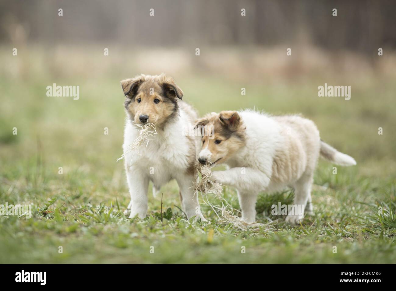 2 Collie Puppies Stock Photo - Alamy