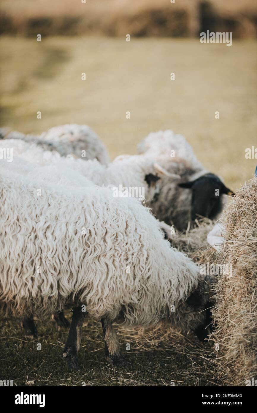 A view of sheep standing in greenery field Stock Photo - Alamy