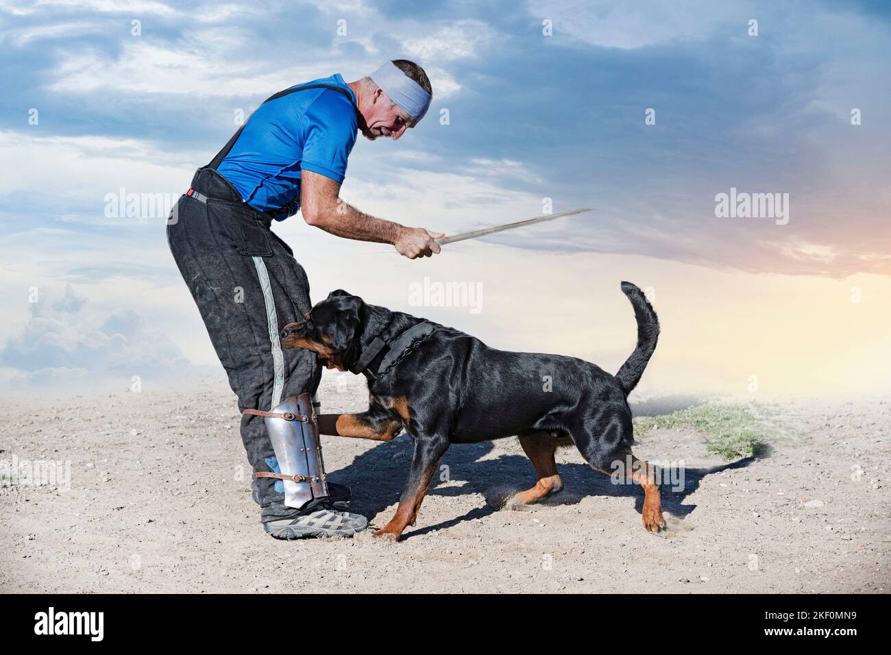 Sport Rottweiler young rottweiler training for protection sport and police Stock Photo ...