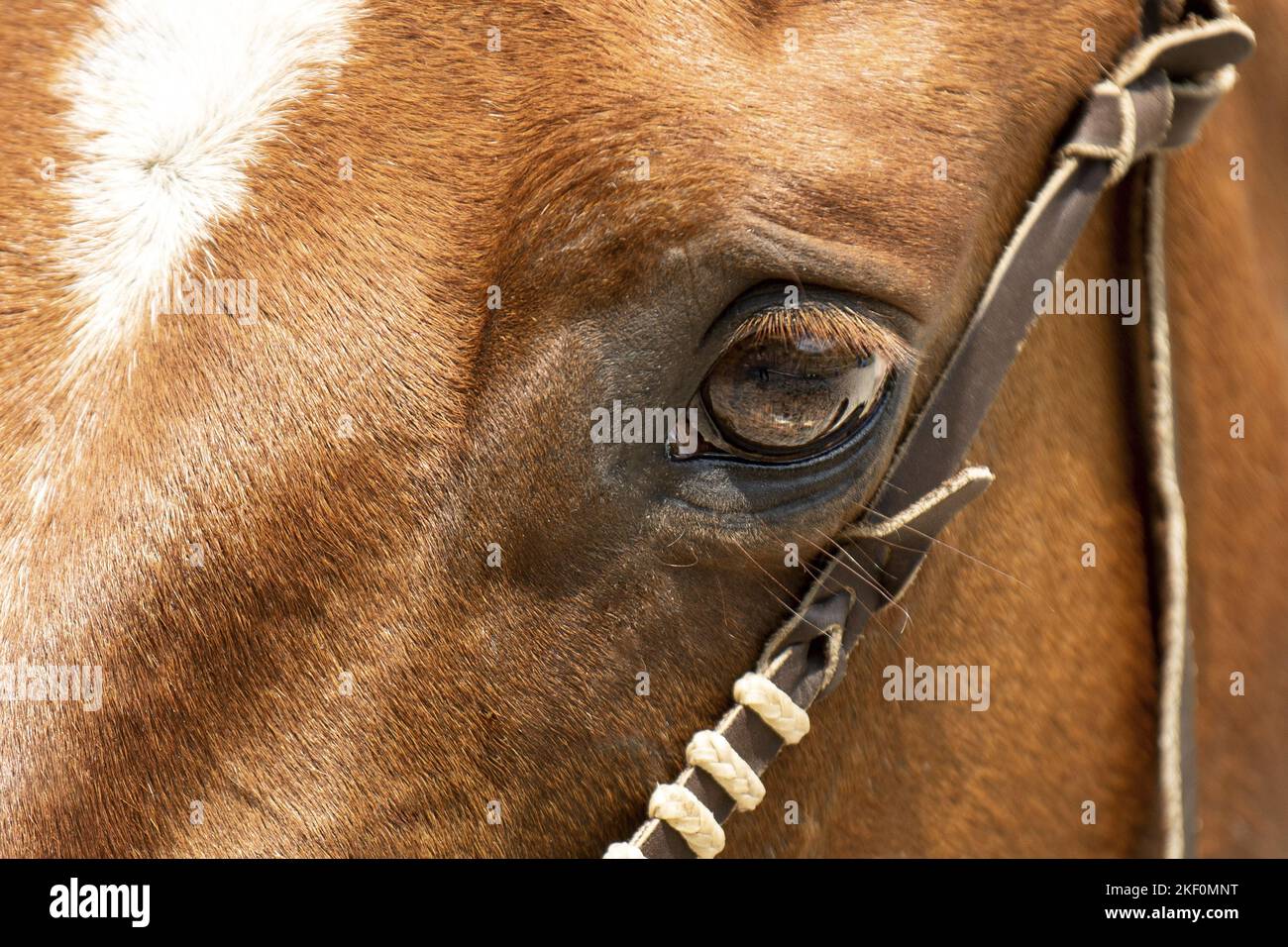 Horse wearing new hackamore bosal, bit less tack alternative to traditional  bridle or halter, silver and ivory trim, head shot Stock Photo - Alamy