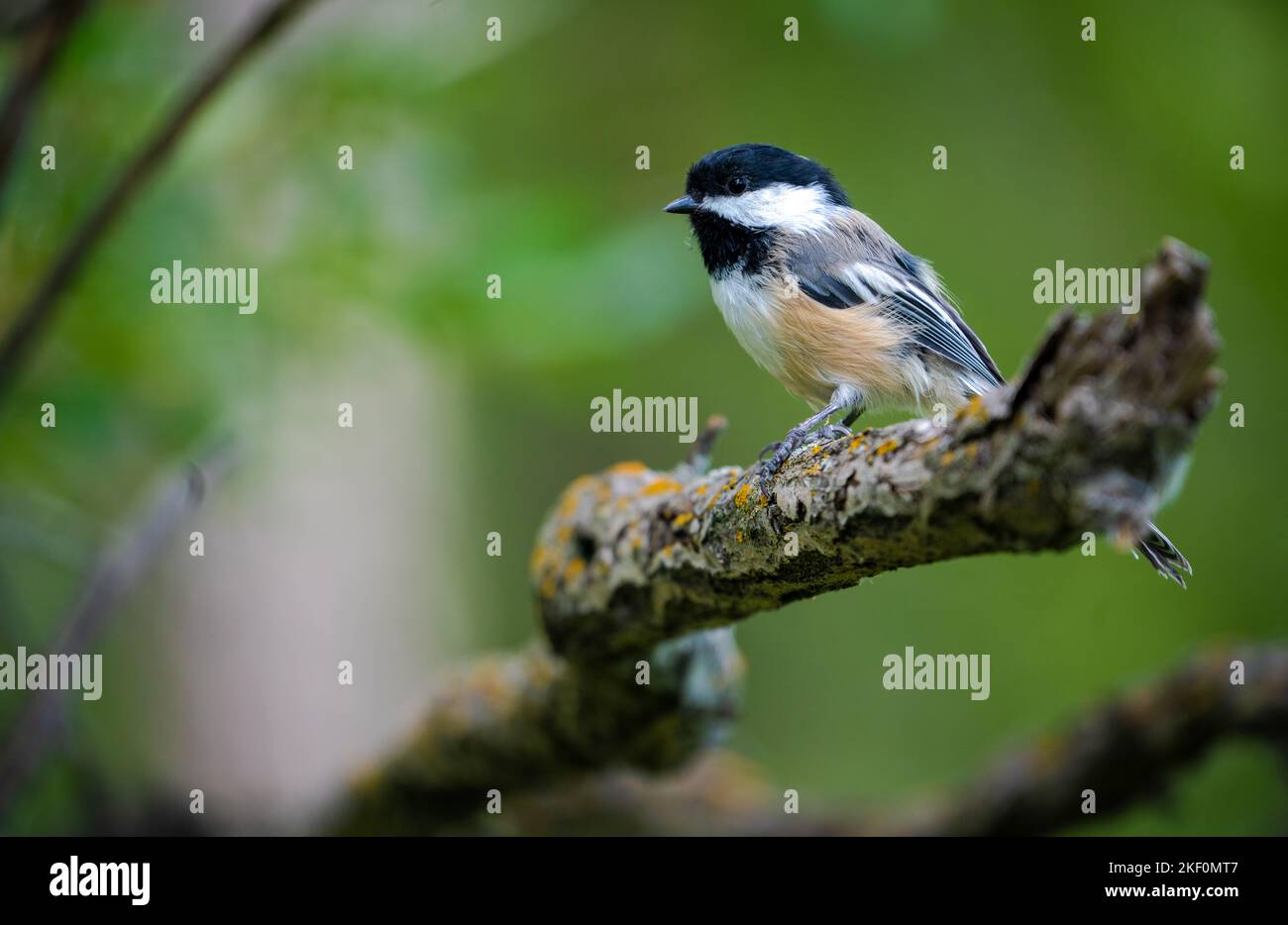 Black-capped chickadee bird on branch with green background Stock Photo