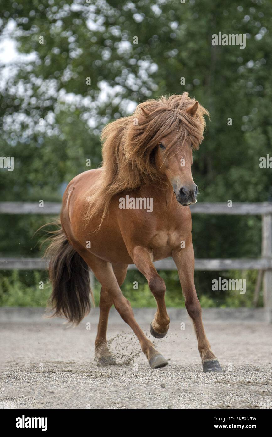 galloping Icelandic horse Stock Photo