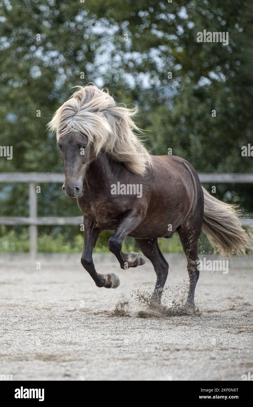 galloping Icelandic horse Stock Photo