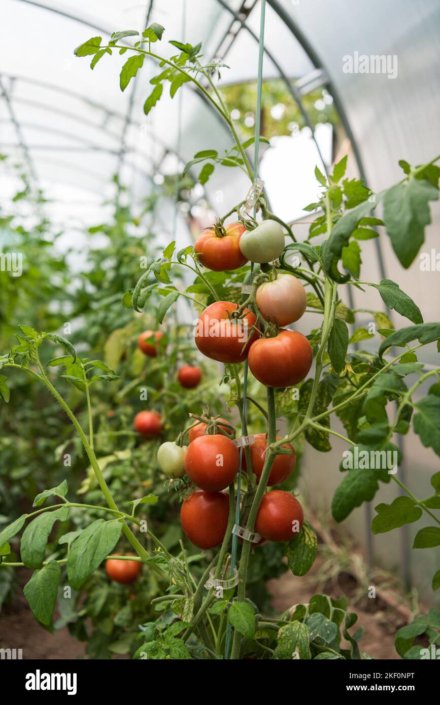 Tomato plant with ripe and green fruits in a greenhouse Stock Photo Alamy
