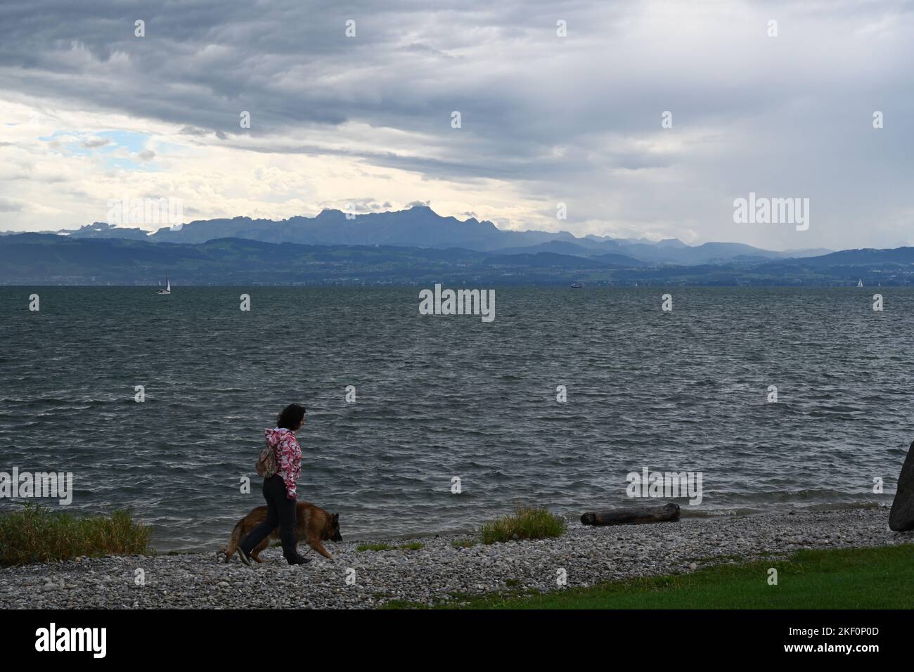 A woman is walking German Shepherd or Alsatian dog. Stock Photo