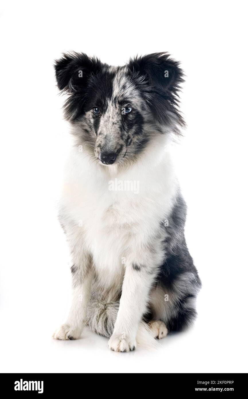 Shetland Sheepdog in front of white background Stock Photo