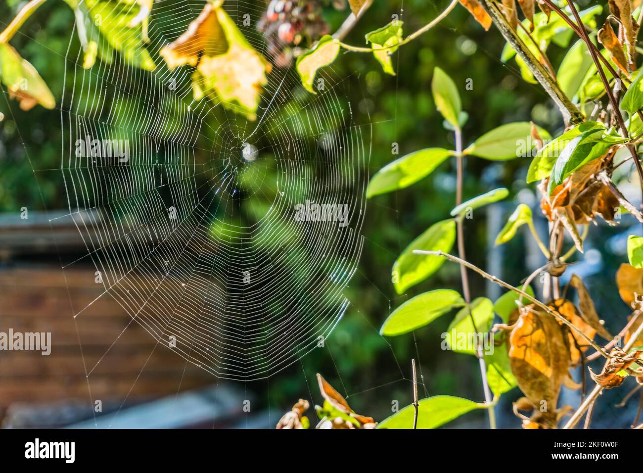 A vrilliant spider web hand on bushes in Washington State Stock Photo