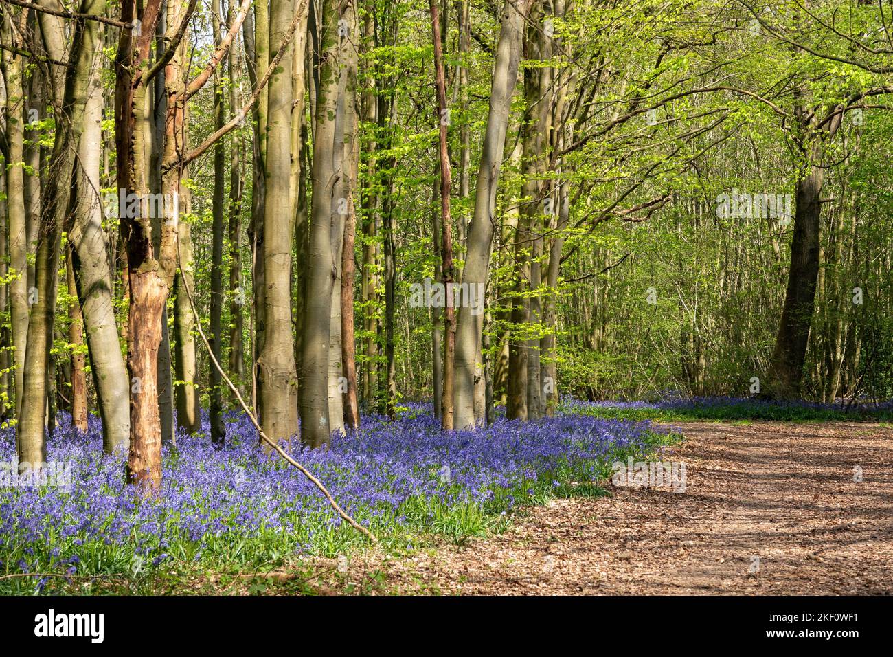 footpath in woodland through bluebells a symbol of humility constancy gratitude and everlasting love Stock Photo