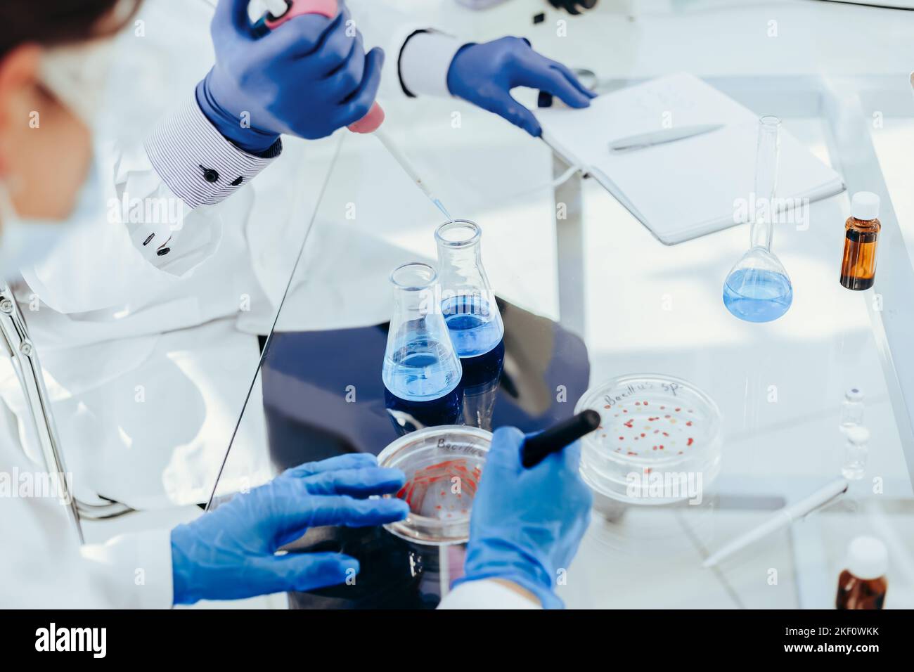 scientists conduct research in a microbiological laboratory. Stock Photo