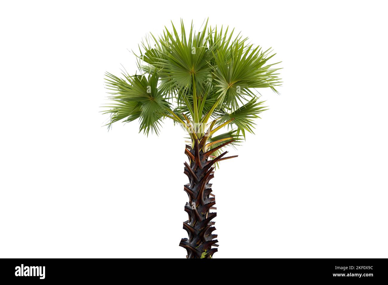 Palmyra on white background, isolate Stock Photo