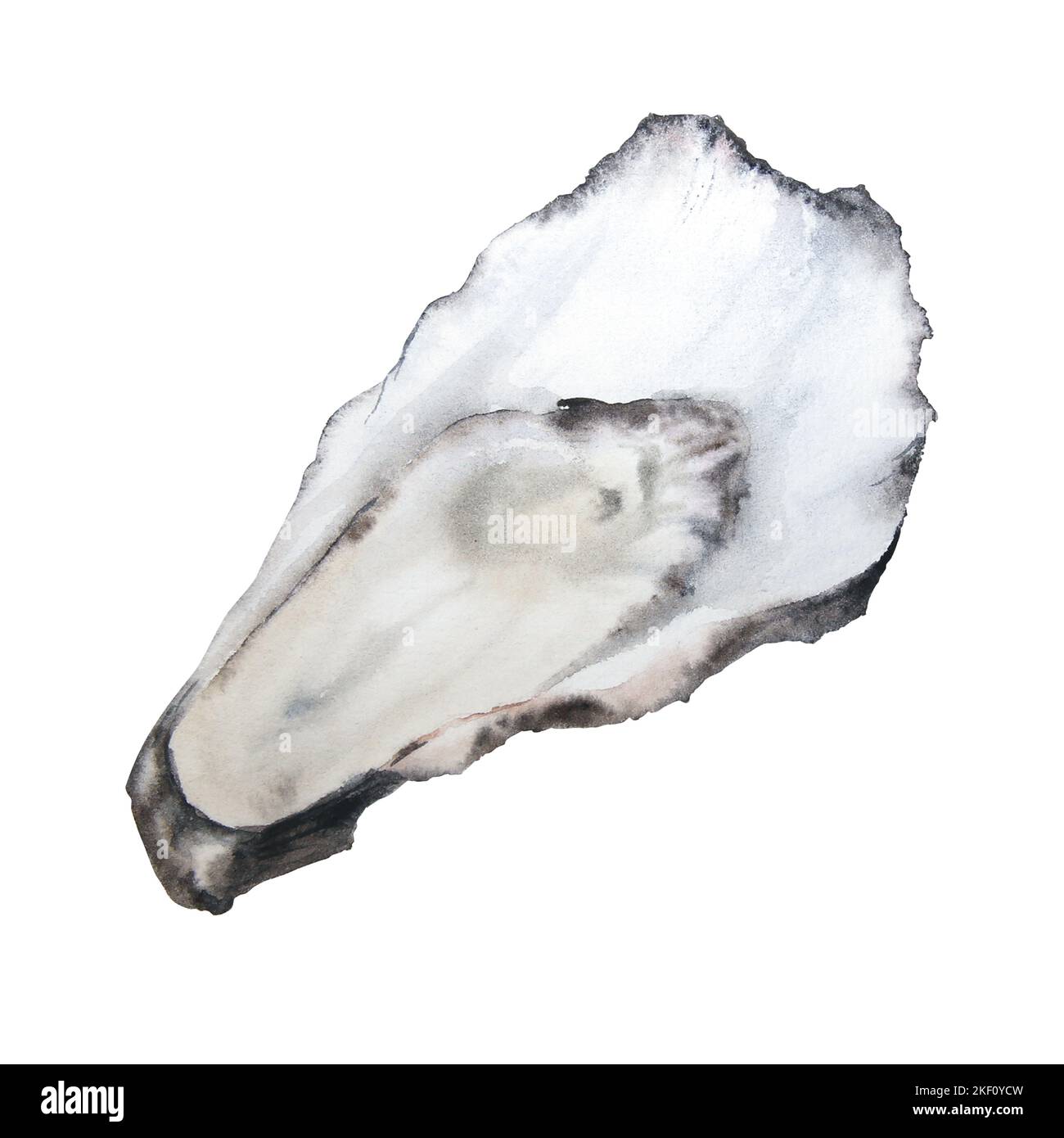 Watercolor illustration of oyster isolated on white background Stock