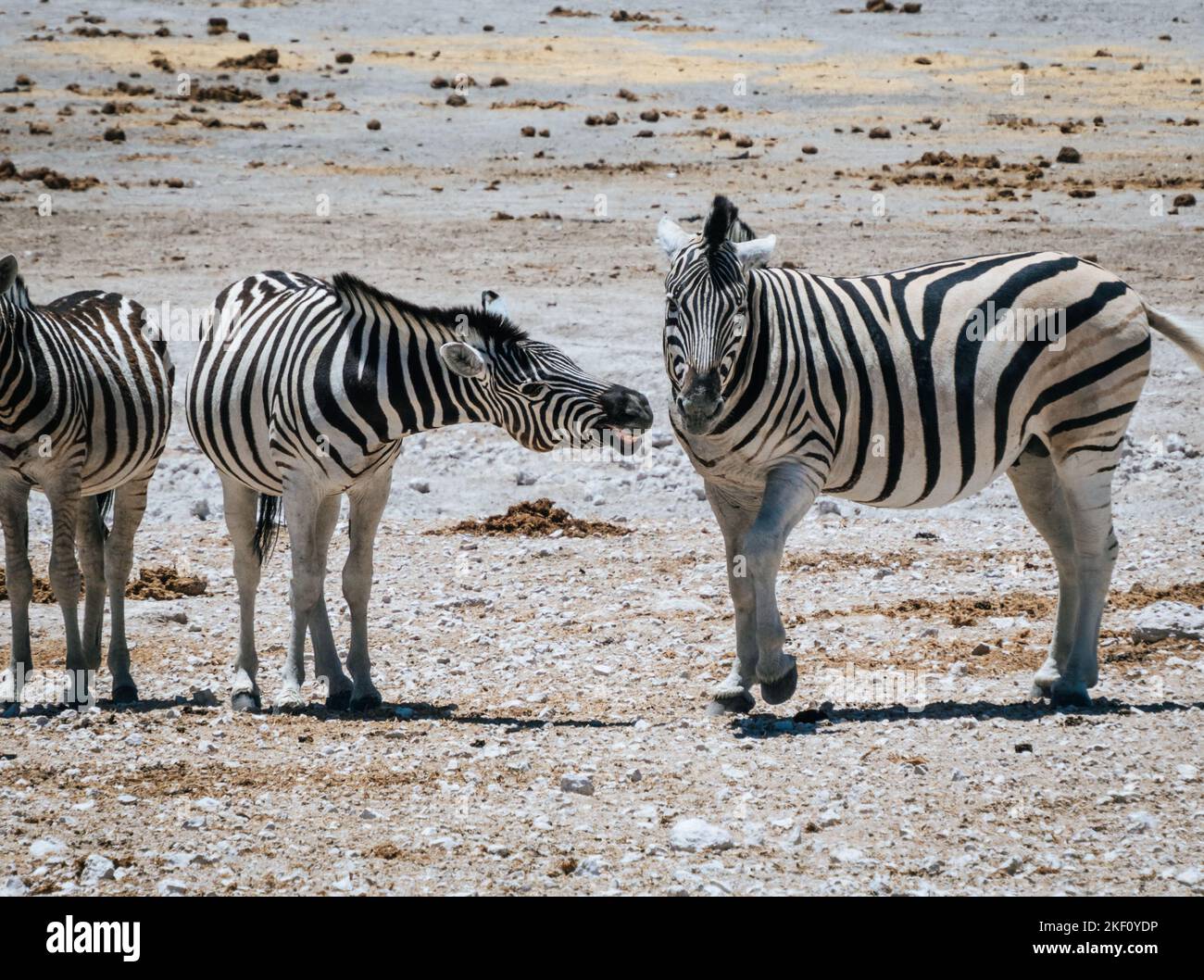 Zebras fighting at Etosha National Park Stock Photo