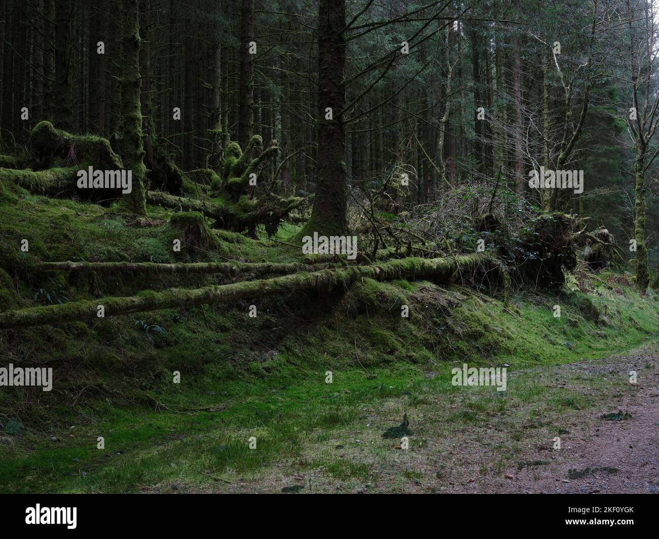 Storm damage in woodland at Balliemeanoch by the River Cur. Near Strachur. Argyll and Bute. Scotland Stock Photo