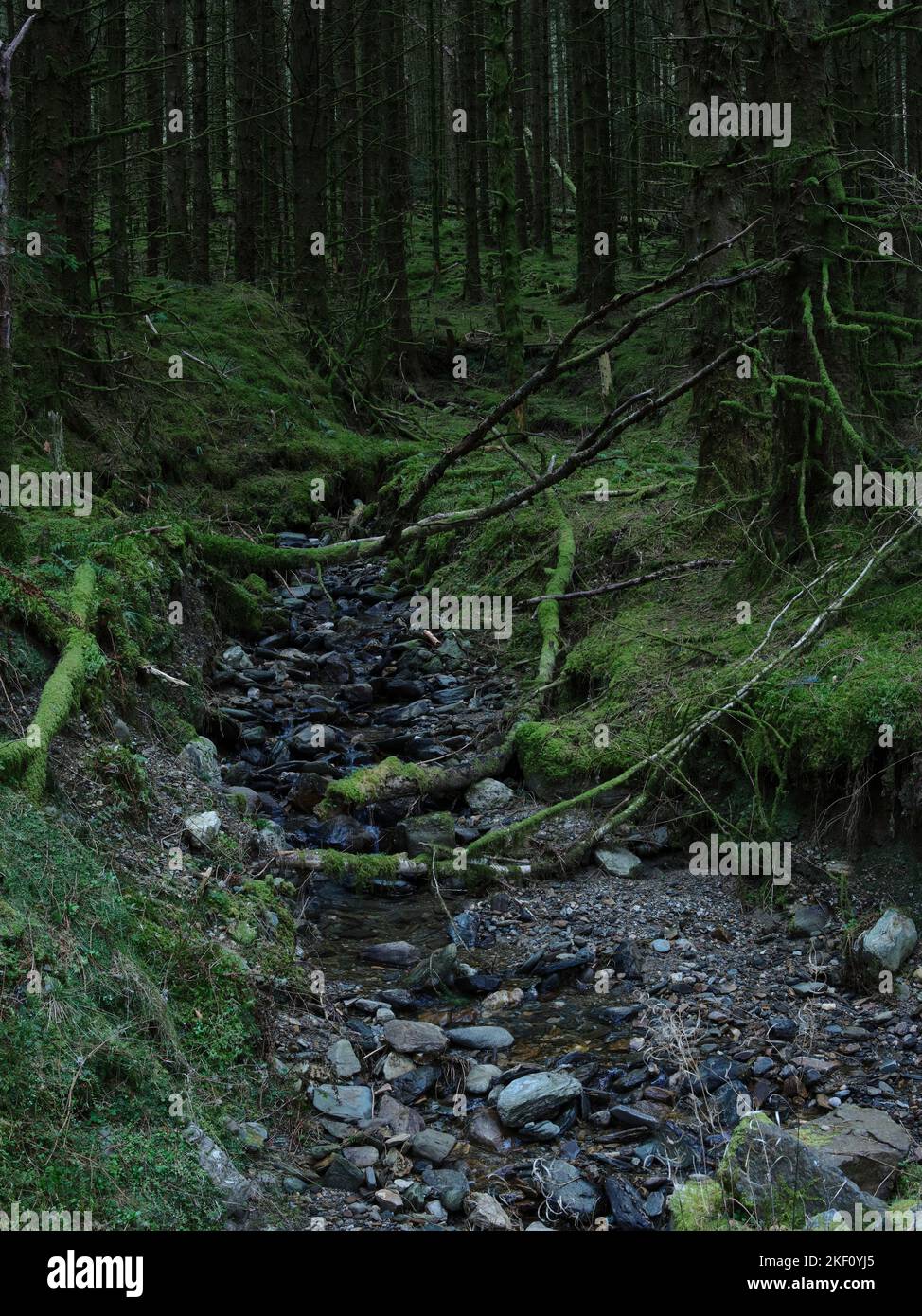 Burn or stream running through old storm damage in woodland at Balliemeanoch by the River Cur. Near Strachur. Argyll and Bute. Scotland Stock Photo