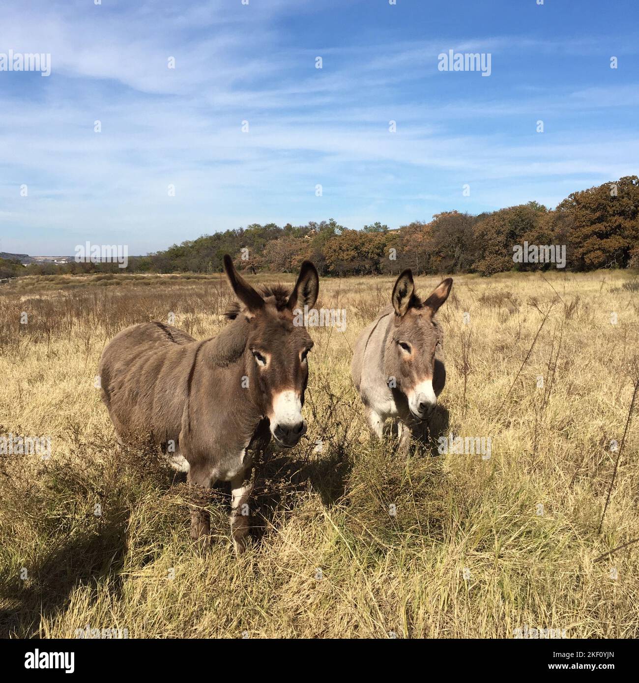 Funny mules hi-res stock photography and images - Alamy