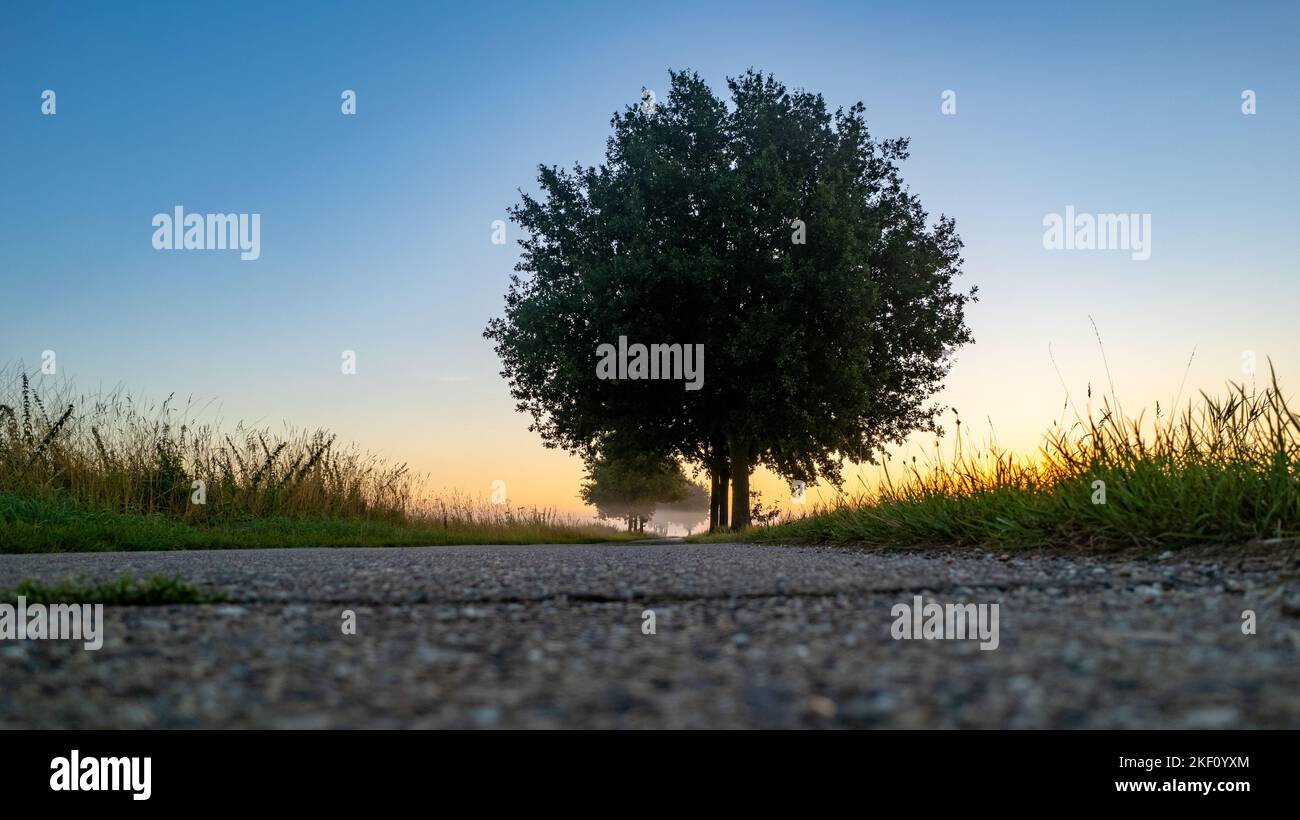 Landscape of a sunrise over a solitary tree and a tar road with a clear sky. High quality photo Stock Photo