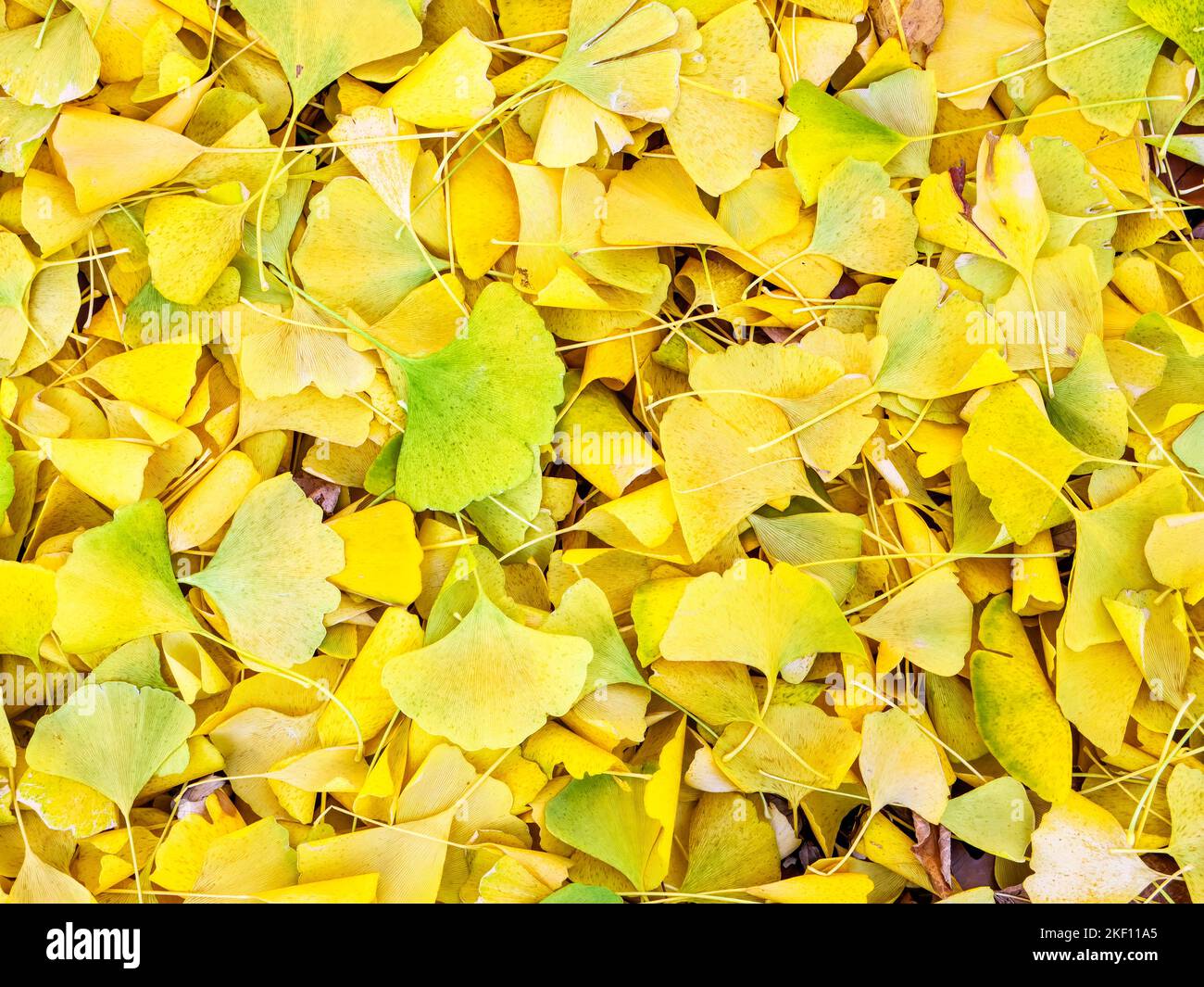 Ginkgo leaves on ground in autumn. Stock Photo