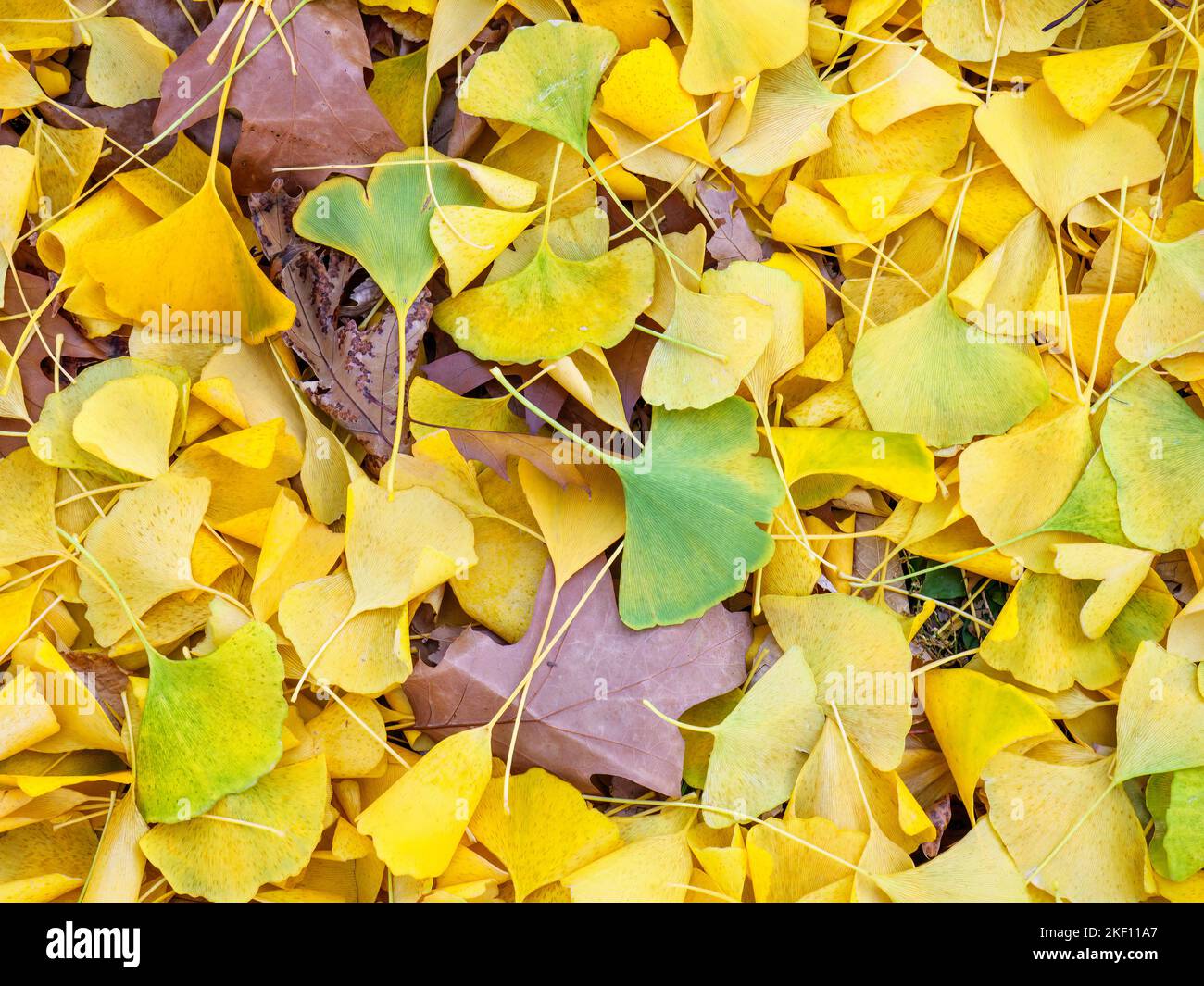 Oak leaves among Ginkgo leaves on ground in autumn. Stock Photo