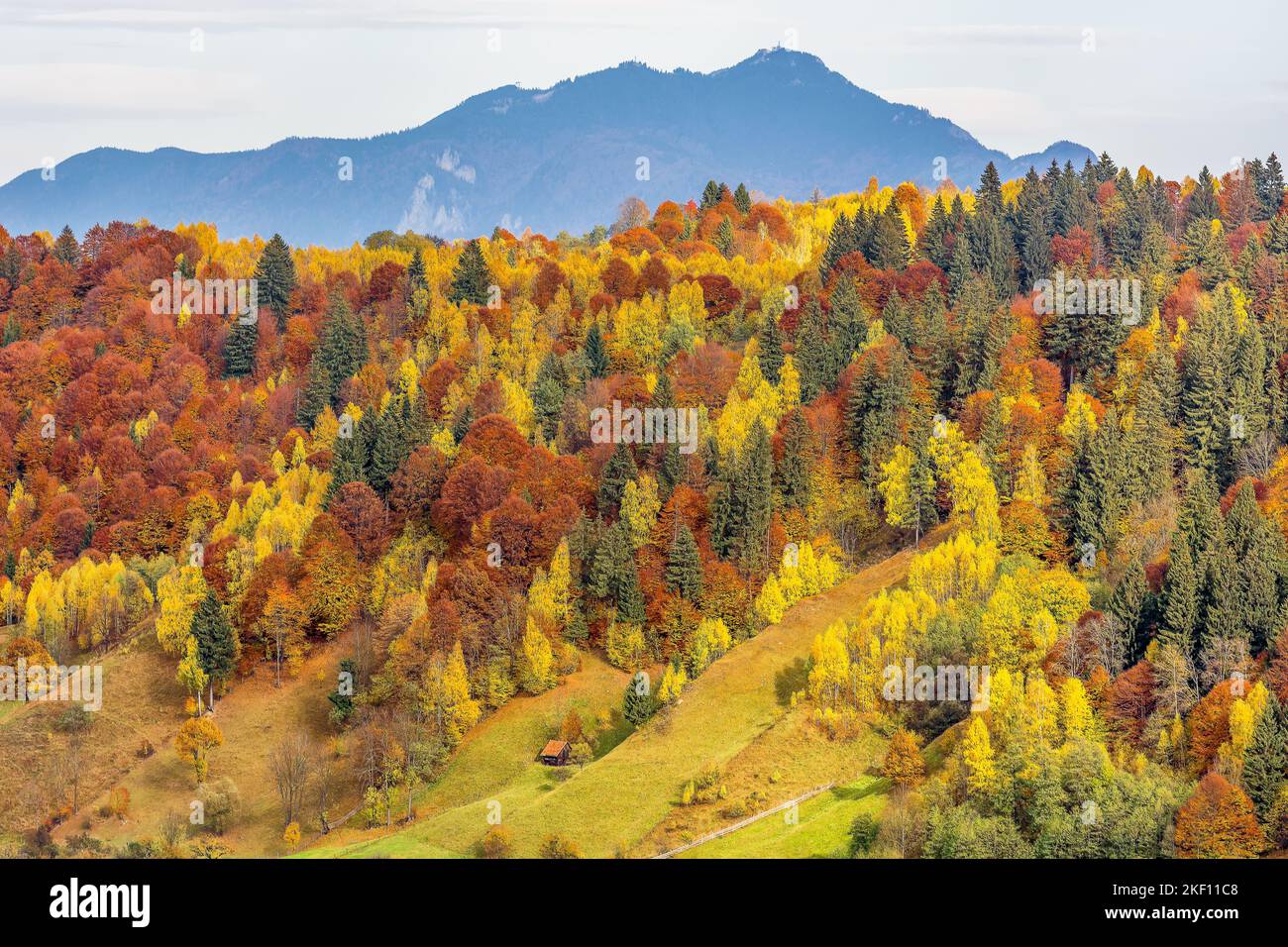 Scenic view of autumn colored forest at mountain in the Transylvanian Alps in Romania Stock Photo