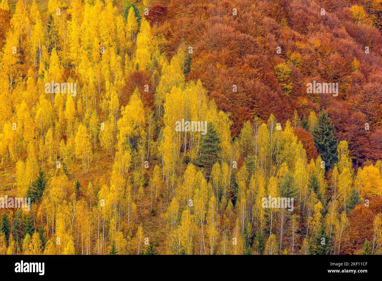 Scenic view of autumn colored alpine forest in the Transylvanian Alps in Romania Stock Photo