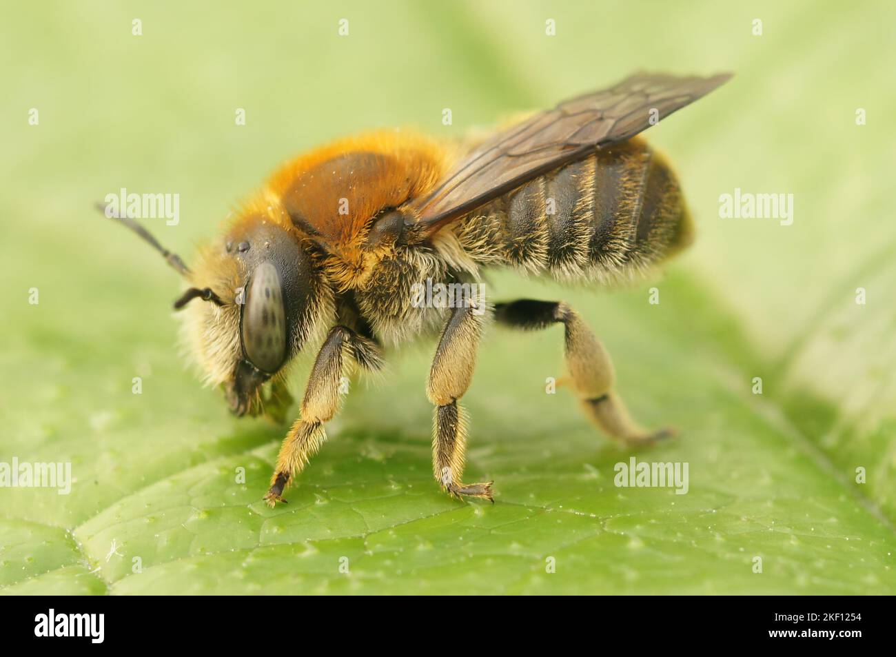 Trachusa Bee Detaild closeup on byssal resin-leafcutter solitary bee, trachusa ...