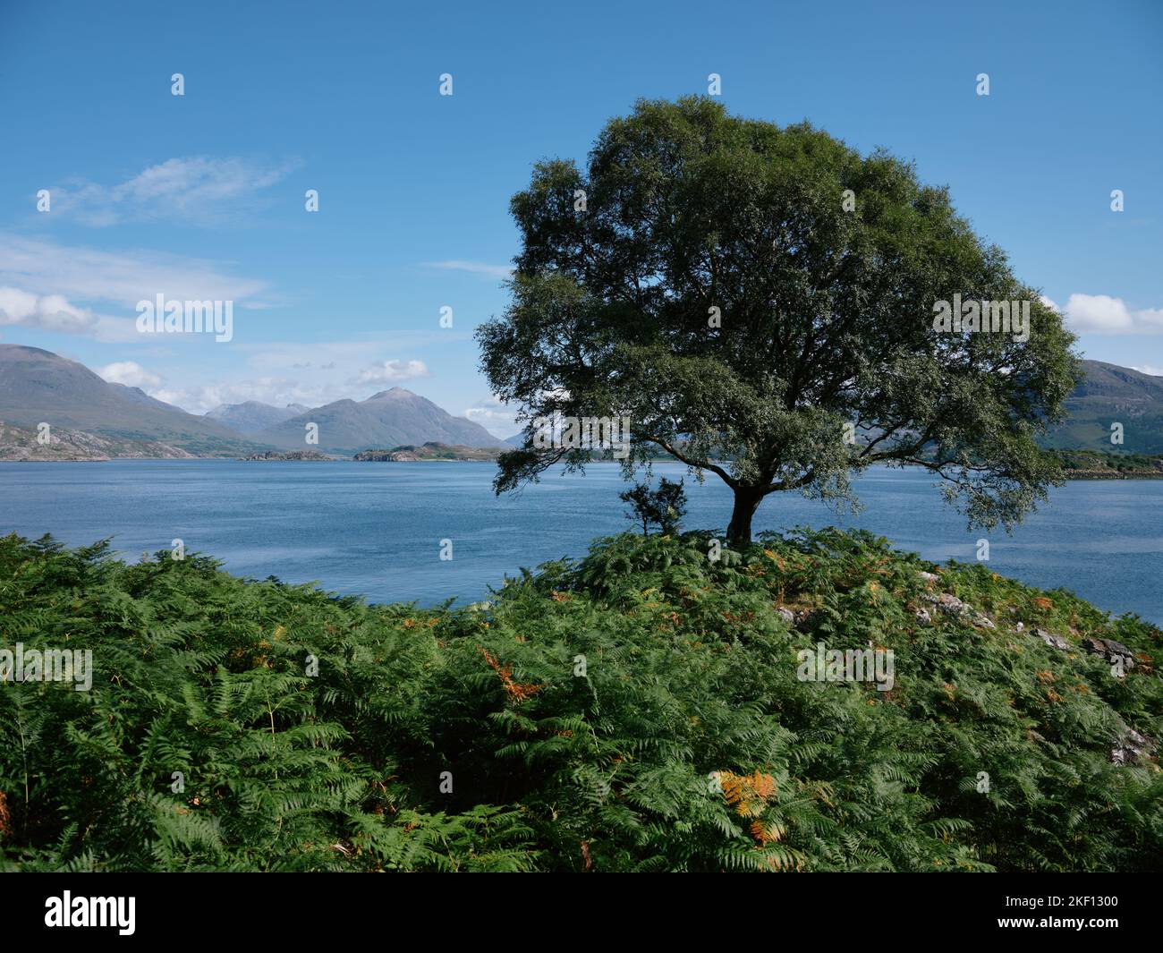 A lone tree and Loch Shieldaig and the Torridon mountains summer landscape in Wester Ross, Scotland UK Stock Photo